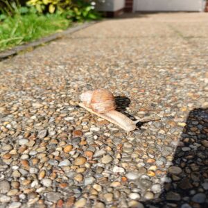 Ślimak na ogrodowej ścieżce w Pensjonacie pod Jaskółką - najlepsze kwatery nad morzem w Ustce.