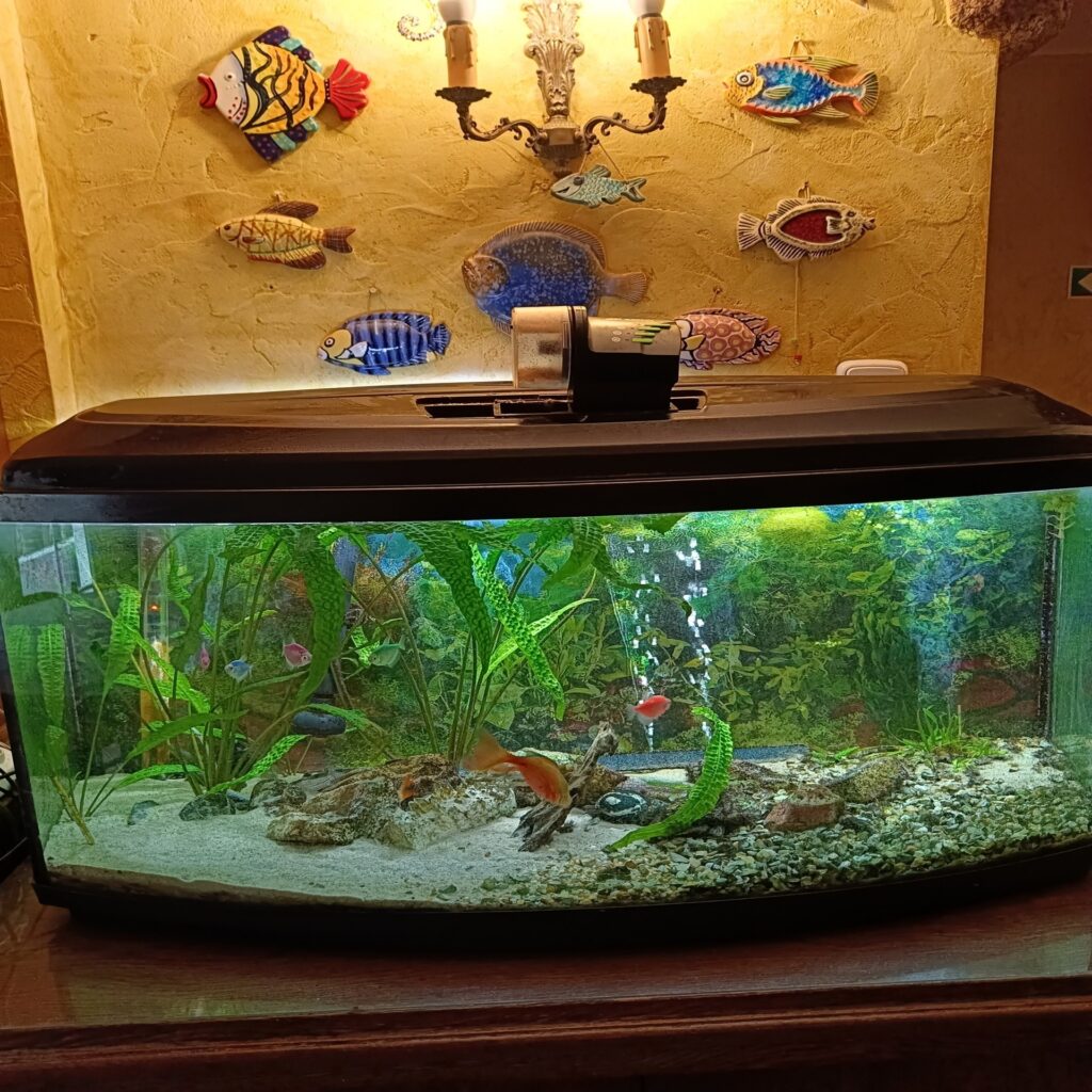 Akwarium w klimatycznym pensjonacie nad morzem w Ustce