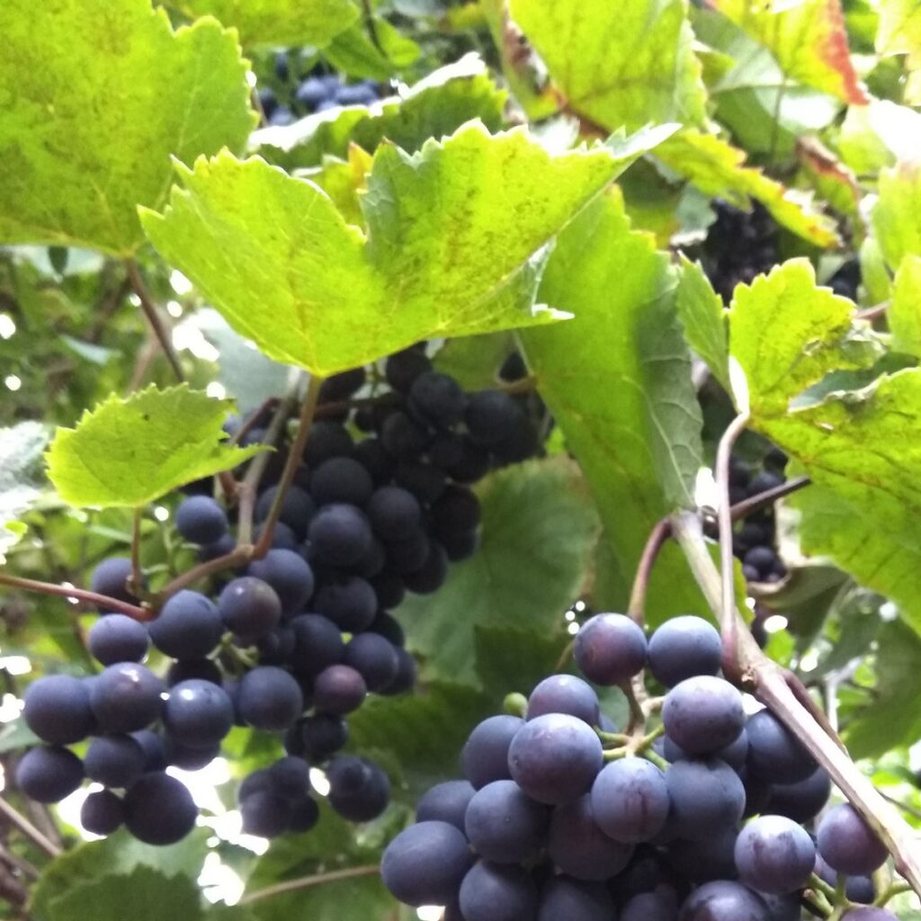 Winorośl w ogrodzie - noclegi blisko morza z wyjściem na ogród w Ustce